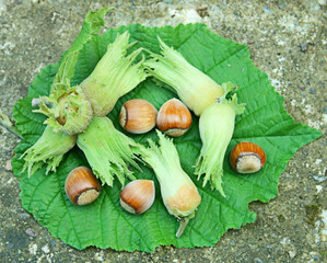 Fresh hazelnuts