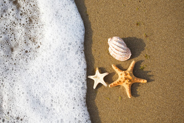 Fototapeta na wymiar shells on the shore