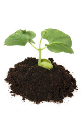 Young plant in the ground, isolated on white backgroun