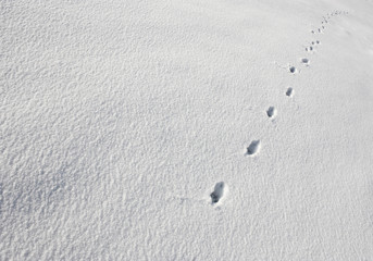 Animal tracks in snow .