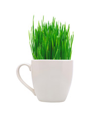 White cup with green grass isolated on white background