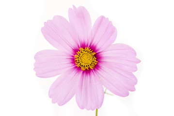 розовый цветок на белом фоне