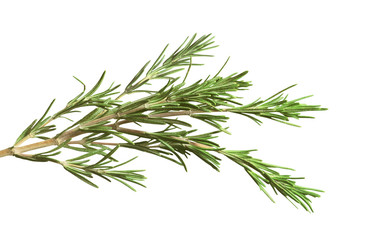 fresh rosemary herb isolated on white background