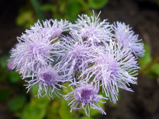 blazing star flowers with water drops