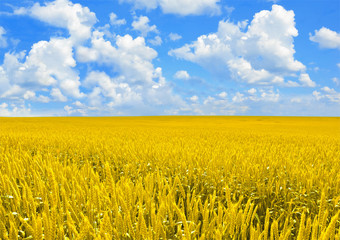 Field of golden wheat and perfect cloud blue sky