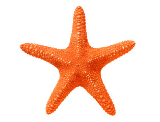 Obraz premium big red seastar isolated on white background