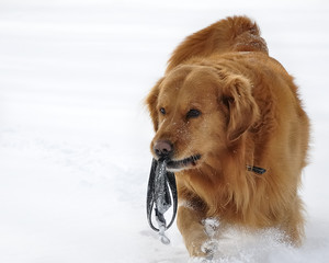 Golden retriever dog . Front. Snow