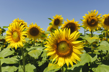 Sunflowers field in Tuscany