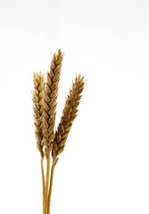 wheat background