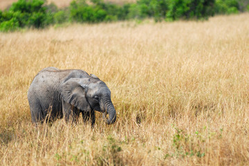 Obraz na płótnie Canvas Baby elephant
