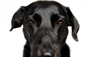 Kopf eines Schwarzer Labrador-Mix in Großaufnahme.