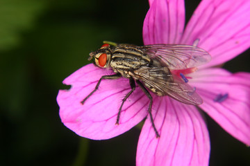 Schmeißfliege (Calliphoridae)