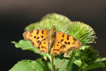 Obraz premium C-Falter (Polygonia c-album)
