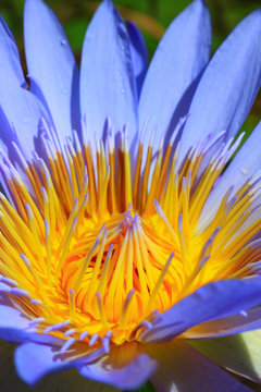 Vertical Close Up Blue Lotus