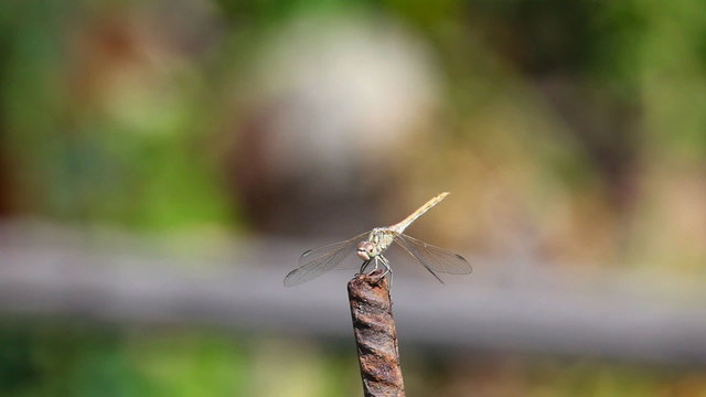 Dragonfly on a metal rod.