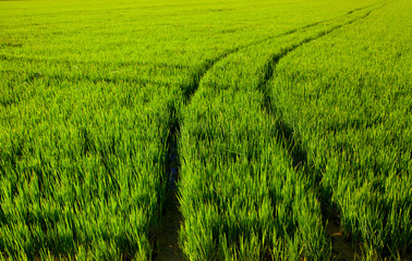 green grass rice field in Spain Valencia