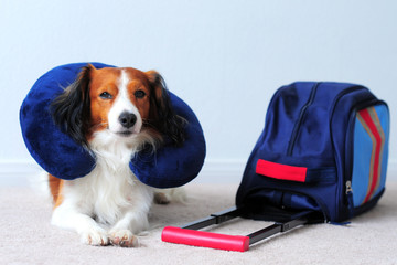 A Dog with Blue Suitcase and Blue Neck Pillow