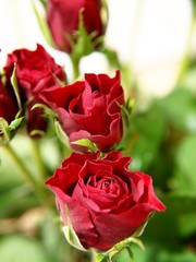 Red roses, isolated with green leaves towards white