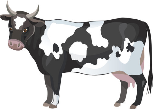 Vector black and white cow