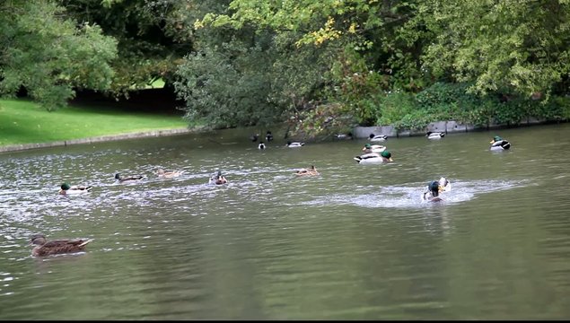 canard aux rdv