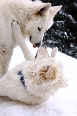 white two doggery fiddling in snow on mountains