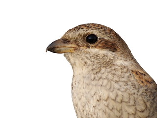 Red backed Shrike isolated on white, Lanius collurio