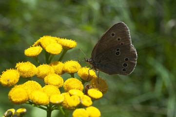 brązowy motyl na żółtym © agnieszkalll