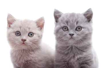 two British kittens