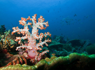 Pink color soft coral under the sea