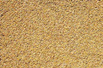 cereal wheat grain texture pattern