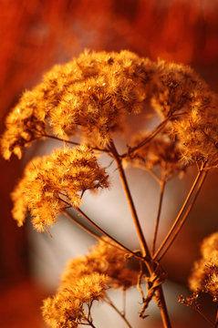 Autum Golden Plants Abstract