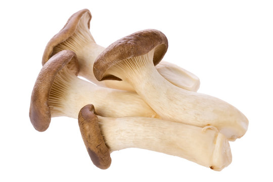 King Oyster Mushrooms (Pleurotus eryngii)