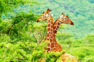 Crédence de cuisine en verre imprimé Girafe Famille de girafes africaines