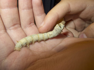 silkworm in a hand