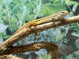 orange lizard on the trunk of a tree