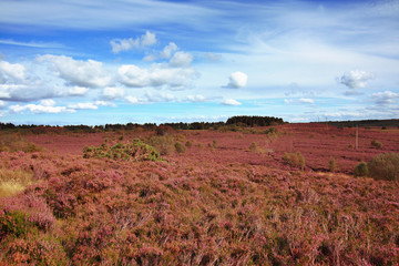 Fototapeta premium Fields of blooming heather in Scotland