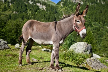 Abwaschbare Fototapete Esel Esel auf italienischen Alpen