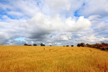 Scenic rural landscape with fields of wheat
