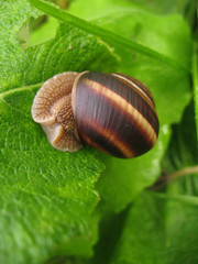 Forest snail