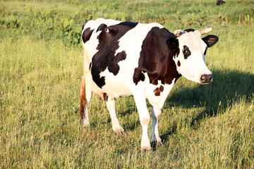 The cow on a meadow