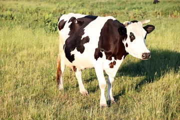 Foto op Plexiglas Koe The cow on a meadow