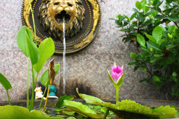 Lotus lily flower