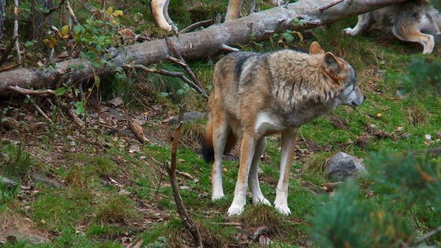 wolfsrudel