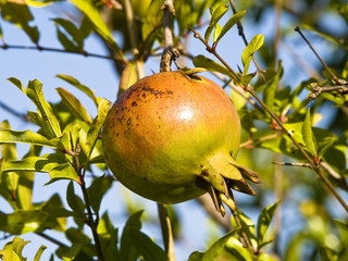pomegranate