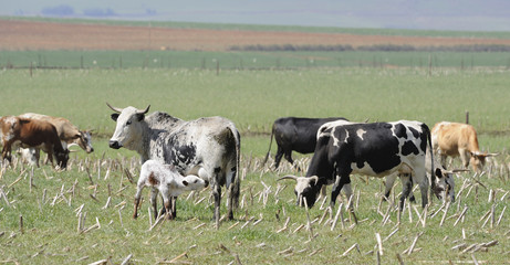 Nguni  herd grazing a field of maize stubble