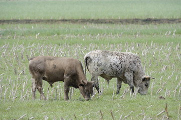 Obraz premium Nguni Bulls grazing a field of maize stubble