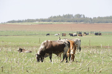 Nguni  herds grazing a field of maize stubble