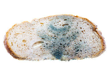 Mold on bread