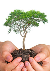 Tree in hands