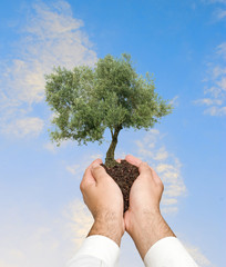 Olive tree in hands